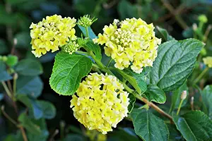Lantana: Mountain Sage