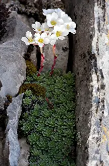 Marginata: Mountain Saxifrage - on limestone at Vikos Gorge