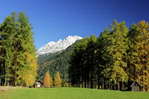 Larches: Mountain scenery - fall coloured larches and mountains