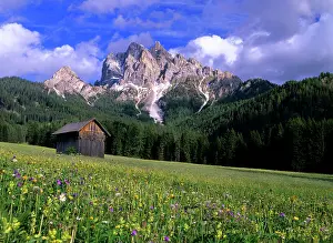 Dolomite: Mountain scenery with flowering meadow and hut