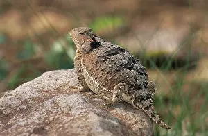 Phrynosoma: Mountain Short-horned Lizard