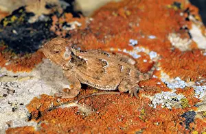 Phrynosoma: Mountain Short-horned Lizard