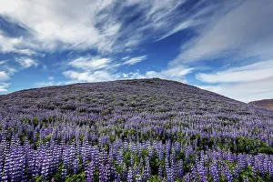 Mountainside: Mountain slope with blue flowering Nootka lupins