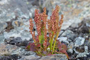 Polygonaceae: Mountain Sorrel