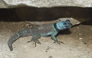 Arizonan: Mountain spiny lizard