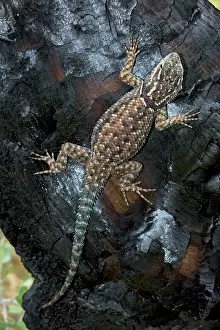 Sceloporus: Mountain Spiny Lizard - On log burned by forest