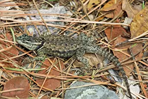 Sceloporus: Mountain Spiny Lizard On log burned by forest fire