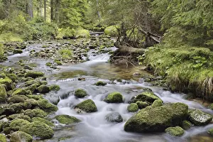 Brook: Mountain stream in autumn, Bavarian Forest National Park