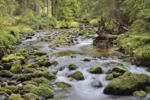 Brook: Mountain stream in autumn, Bavarian Forest National Park