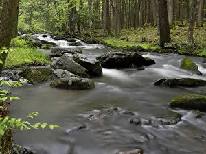 Pennsylvania: Mountain stream, Central Pennsylvania, USA