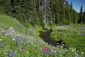 Paintbrushes: Mountain Stream running through flower filled subalpine