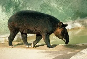 Tapir: MOUNTAIN TAPIR