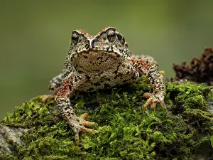 Guatemala: Mountain toad (Incilius bocourti), Guatemala