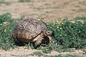 Tortoise: MOUNTAIN TORTOISE