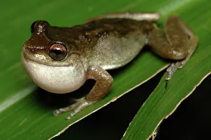 Litoria: Mountain Treefrog (Litoria rheocola) calling