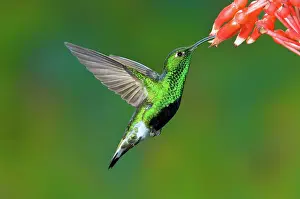 Pollinating: Mountain Velvetbreast
