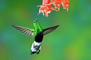 Pollinating: Mountain Velvetbreast feeding