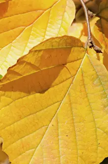 Alder: Mountain witch alder, Fothergilla major, Close view