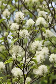 Monticola: Mountain witch alder, Fothergilla major Monticola