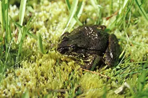 Yosemite: Mountain Yellow-legged Frog