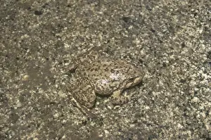 Muscosa: Mountain Yellow-legged Frog