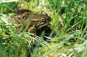 Yosemite: Mountain Yellow-legged Frog