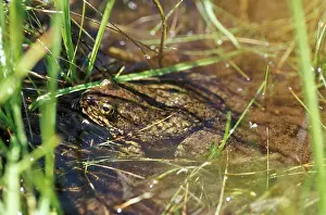 Blooded: Mountain Yellow-legged Frog