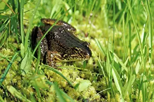 Ranidae: Mountain Yellow-legged Frog