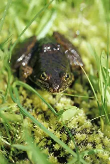 Ranidae: Mountain Yellow-legged Frog