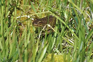 Ranidae: Mountain Yellow-legged Frog