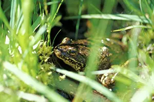 Ranidae: Mountain Yellow-legged Frog