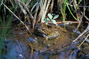Ranidae: Mountain Yellow-legged Frog