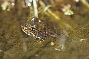 Ranidae: Mountain Yellow-legged Frog