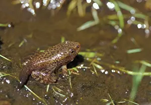 Yosemite: Mountain Yellow-legged Frog with partial tail