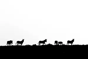 Gait: Mountain zebra (Equus zebra) walking on a ridge