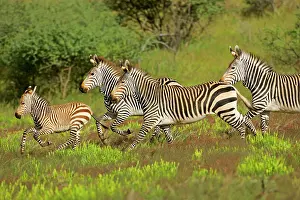 Steffen & Alexandra Sailer: Mountain Zebra herd with foal galloping through savannah