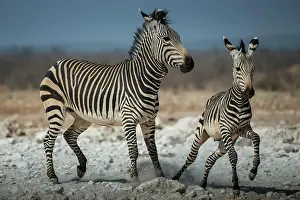Zebra: Mountain zebras (Equus zebra hartmannae), mare and