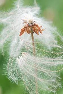 Avens: MountainAvens