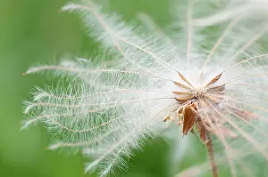 Avens: MountainAvens