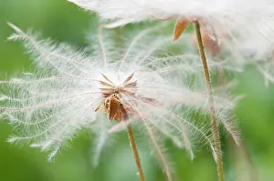 Avens: MountainAvens