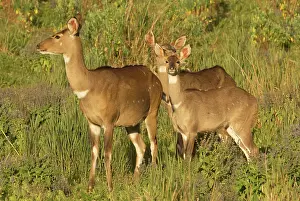 Nyala: Mountains Nyala - female with two young