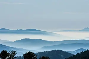 Forrest: Mountains - in winter mist