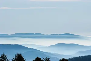 Forrest: Mountains - in winter mist