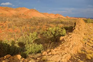 Macdonnell: Mountainscape - bush and grass-covered hills and