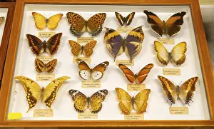 Indonesian: Mounted tropical butterflies in display case identified by Latin scientific name from Malaysia