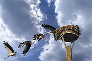 Leaving: Mounting, white stork (Ciconia ciconia) leaving its nest