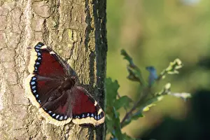 Antiopa: Mourning Cloak