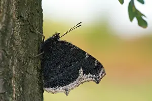 Antiopa: Mourning Cloak
