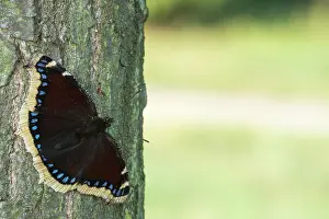 Antiopa: Mourning Cloak