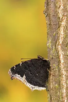 Antiopa: Mourning Cloak